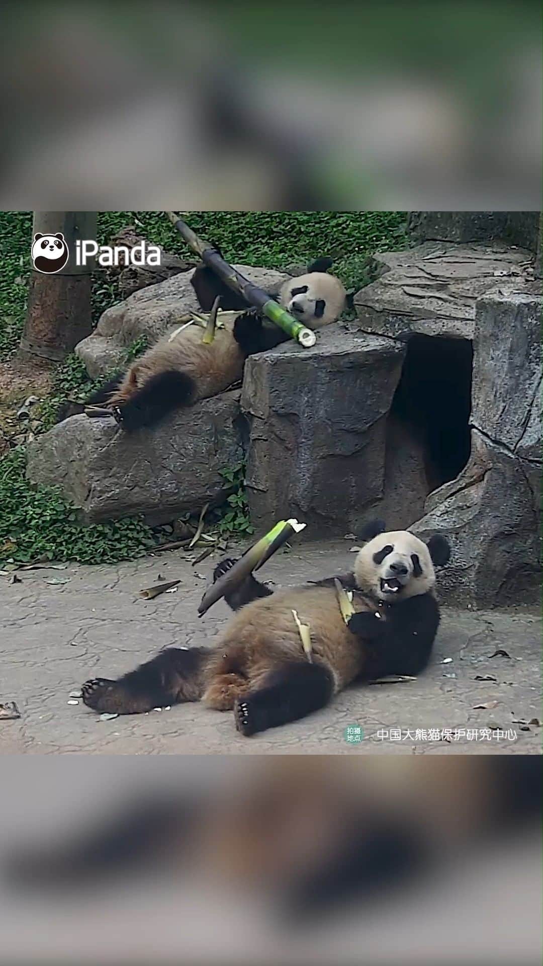 のインスタグラム：「My BBF and me lying in bed and watching soap operas while eating snacks on weekends. (Shen Shen & Man Man) 🍪 🐼 🐼 🐼 #Panda #iPanda #Cute #HiPanda #PandaMoment #CCRCGP  For more panda information, please check out: http://en.ipanda.com」