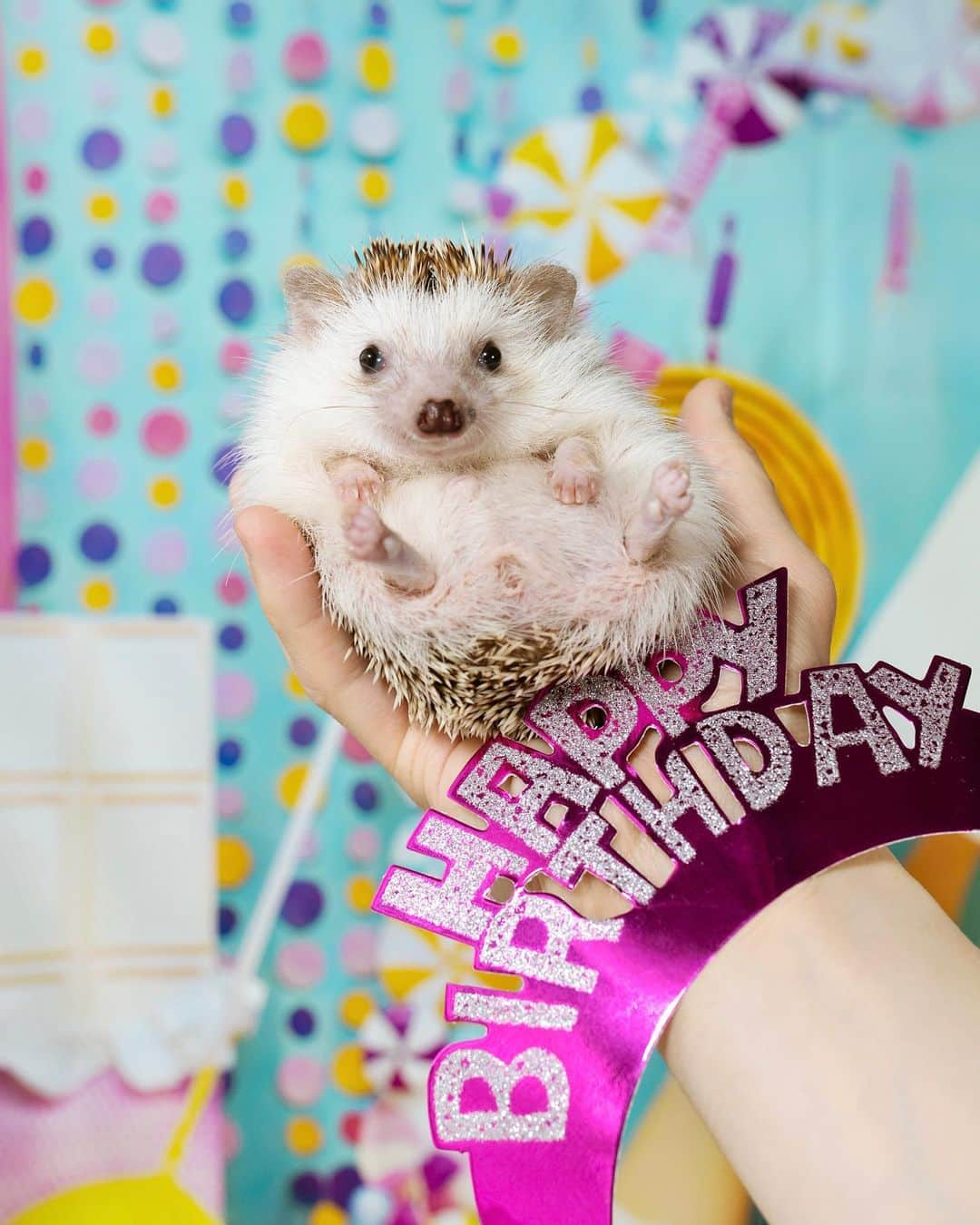 ダーシーさんのインスタグラム写真 - (ダーシーInstagram)「Today is my 3rd birthday‼️ I hope you can celebrate it with me!🥳 🎉✨  今日はコアラの日🐨無事3歳になったよ😆‼️  ずーっと270gのおチビだったコアラ👶  「きっと、ゆっくり大人になる子なんだな」って思ってたけど  今年から体重が増え始め...  今朝測ったら340g超えてた🤣  ほんとに大人になっちゃった‼️ いつかダイエットが必要な日もくるかも🤭  Instagram見てたら、お誕生日が近い子がいっぱい🦔🦔🦔🦔  みんなおめでとー‼️ 一緒にお祝いしてね🎂🥂✨  #ハリネズミ#はりねずみ#igel#hérisson#riccio#erizo#고슴도치#刺猬#hedgehog#hedgie#cuteanimals#sigmaart#flyinghedgehogs#birthday」4月20日 22時11分 - darcytheflyinghedgehog