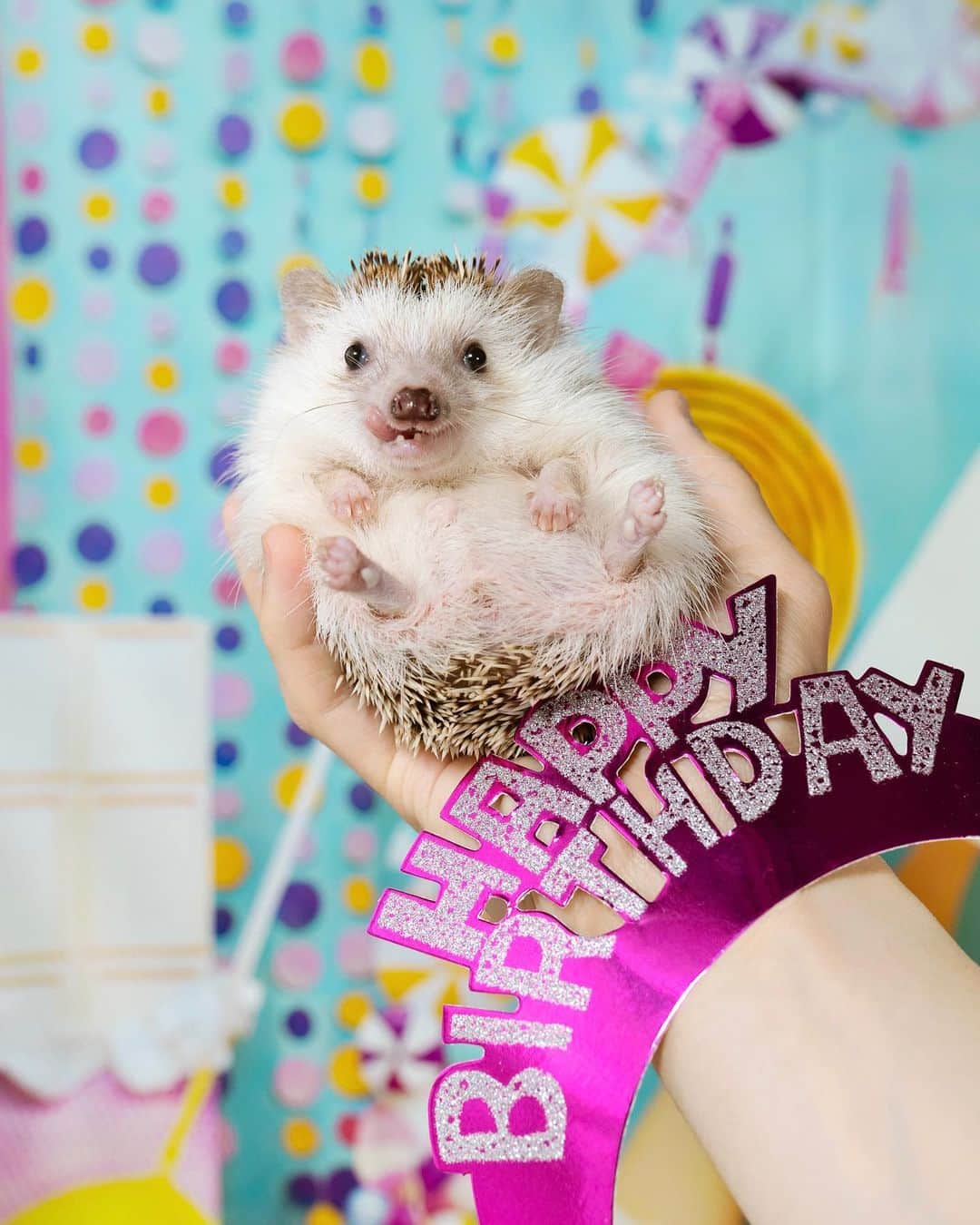 ダーシーのインスタグラム：「Today is my 3rd birthday‼️ I hope you can celebrate it with me!🥳 🎉✨  今日はコアラの日🐨無事3歳になったよ😆‼️  ずーっと270gのおチビだったコアラ👶  「きっと、ゆっくり大人になる子なんだな」って思ってたけど  今年から体重が増え始め...  今朝測ったら340g超えてた🤣  ほんとに大人になっちゃった‼️ いつかダイエットが必要な日もくるかも🤭  Instagram見てたら、お誕生日が近い子がいっぱい🦔🦔🦔🦔  みんなおめでとー‼️ 一緒にお祝いしてね🎂🥂✨  #ハリネズミ#はりねずみ#igel#hérisson#riccio#erizo#고슴도치#刺猬#hedgehog#hedgie#cuteanimals#sigmaart#flyinghedgehogs#birthday」