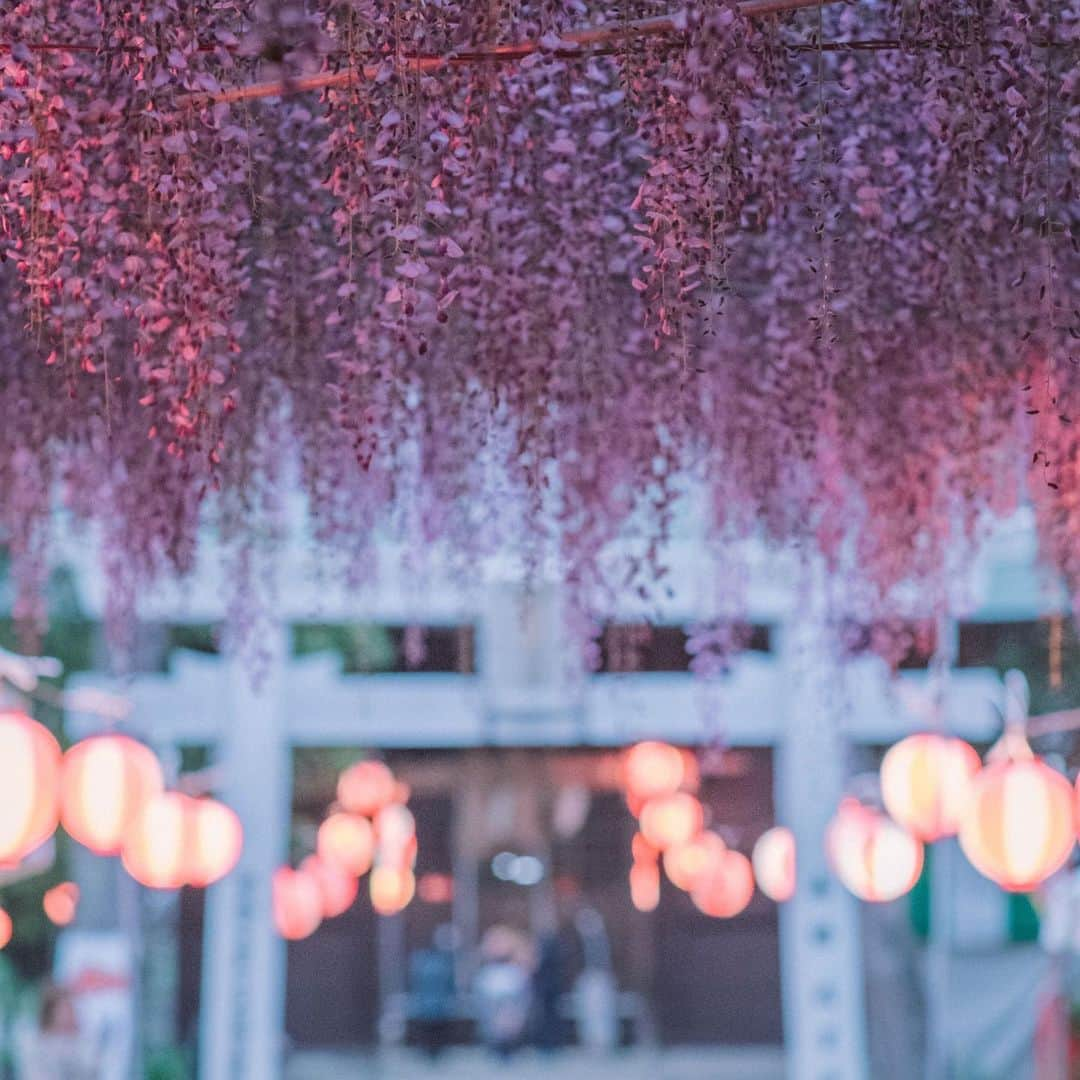 柳川藩主立花邸御花 | Yanagawa Ohanaさんのインスタグラム写真 - (柳川藩主立花邸御花 | Yanagawa OhanaInstagram)「柳川の春の愉しみ「藤の花」 ⁡ 柳川では、藤の花が満開を迎えようとしています✨ ⁡ 淡く美しい花を咲かせる藤。寿命は人よりもはるかに長く、日当たりの良い場所を好むため古来より魔よけの力があるとされています。 ⁡ 写真の見事な藤は、立花家14代が尽力した、日本で初めての「民間農事試験場」の跡地である立花いこいの森公園のそばにある「中山の大藤」。 ⁡ 元々は熊野神社の境内にあり、江戸時代に大阪から持ち帰ったものを植えたと伝えられており、樹齢はなんと約300年です。 ⁡ 今年は4年ぶりに、見事な藤のライトアップや、藤棚の下でお食事も楽しんでいただけるようです。 ⁡ ・開催日時： 4月14日（金曜日）～28日（金曜日）ライトアップは22時まで ・場所：/中山熊野神社立花いこいの森公園 ⁡ そして、立花家は藤の花が好きで、東庭園にも多くの藤棚が現在も美しい花を咲かせています。 御花でもライトアップをしております。 ⁡ ぜひ藤、新緑の柳、そして文化財ですごすひとときを御花でのご宿泊でお楽しみいただきたいです。 ⁡ https://ohana.co.jp/blogs/information/fuji ⁡ #福岡ホテル#柳川ホテル #fukuokahotel#yanagawahotel #柳川藩主立花邸御花#御花 #柳川旅行#春#藤まつり #福岡旅行#福岡観光#柳川観光 #文化財ホテル#文化財旅館 #国指定名勝#藤#お花畑 #藤のライトアップ #福岡旅館#九州ホテル #クラシックホテル#藤の花 #中山大藤#福岡の藤#福岡ライトアップ」4月20日 22時16分 - tachibanateiohana