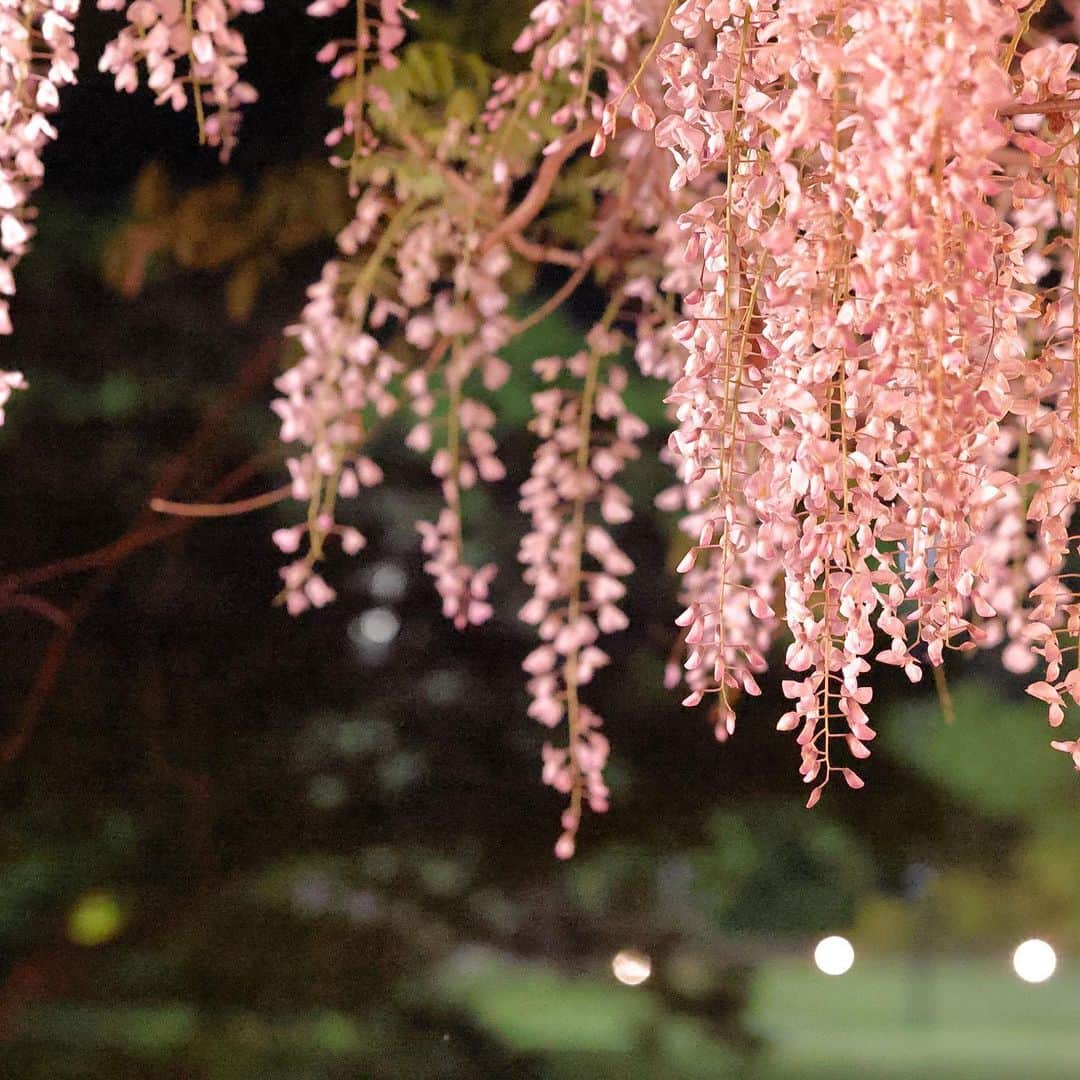 柳川藩主立花邸御花 | Yanagawa Ohanaさんのインスタグラム写真 - (柳川藩主立花邸御花 | Yanagawa OhanaInstagram)「柳川の春の愉しみ「藤の花」 ⁡ 柳川では、藤の花が満開を迎えようとしています✨ ⁡ 淡く美しい花を咲かせる藤。寿命は人よりもはるかに長く、日当たりの良い場所を好むため古来より魔よけの力があるとされています。 ⁡ 写真の見事な藤は、立花家14代が尽力した、日本で初めての「民間農事試験場」の跡地である立花いこいの森公園のそばにある「中山の大藤」。 ⁡ 元々は熊野神社の境内にあり、江戸時代に大阪から持ち帰ったものを植えたと伝えられており、樹齢はなんと約300年です。 ⁡ 今年は4年ぶりに、見事な藤のライトアップや、藤棚の下でお食事も楽しんでいただけるようです。 ⁡ ・開催日時： 4月14日（金曜日）～28日（金曜日）ライトアップは22時まで ・場所：/中山熊野神社立花いこいの森公園 ⁡ そして、立花家は藤の花が好きで、東庭園にも多くの藤棚が現在も美しい花を咲かせています。 御花でもライトアップをしております。 ⁡ ぜひ藤、新緑の柳、そして文化財ですごすひとときを御花でのご宿泊でお楽しみいただきたいです。 ⁡ https://ohana.co.jp/blogs/information/fuji ⁡ #福岡ホテル#柳川ホテル #fukuokahotel#yanagawahotel #柳川藩主立花邸御花#御花 #柳川旅行#春#藤まつり #福岡旅行#福岡観光#柳川観光 #文化財ホテル#文化財旅館 #国指定名勝#藤#お花畑 #藤のライトアップ #福岡旅館#九州ホテル #クラシックホテル#藤の花 #中山大藤#福岡の藤#福岡ライトアップ」4月20日 22時16分 - tachibanateiohana