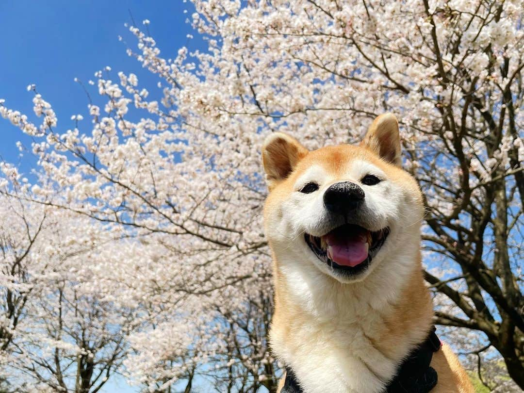 マロたんのインスタグラム：「桜とマロたん🌸インスタにアップするの忘れてた🐻  全然関係ないけど思い出した話。 脳外科の主治医が「転ぶ時は前に。後ろに転ぶと後頭部は思ってるより簡単に割れるし階段を数段踏み外して脊髄損傷することもあるんですよ。」って言ってたから、みんなも転ぶ時は前に！だよ。何の話これ。  #shiba #shibainu #sakura #japan #柴犬」