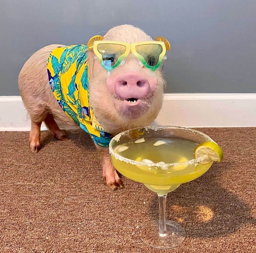 Priscilla and Poppletonのインスタグラム：「MEET & GREET: Come have a pigarita with Pop and the rest of the gang this Saturday at the Jacksonville Taco & Margarita Festival in Jacksonville, FL. We will be there from 11am-2pm. We will have shirts and stickers available for purchase. We can’t wait to see some of you there!🍹🐷 #pigarita #itsfiveoclocksomewhere #jacksonville #sillypop #prissyandpop」
