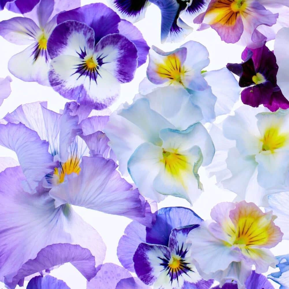planticaさんのインスタグラム写真 - (planticaInstagram)「* Palette Series  --- Floral Pattern Collection by plantica プランティカ花柄図案集  #plantica #プランティカ #花柄 #floraltextiles #floralpattern ---」4月20日 22時45分 - plantica_jp