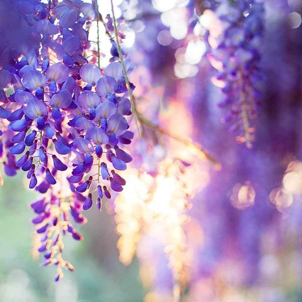 のインスタグラム：「この季節あまり帰省しないので 久々に藤が咲いてるのを見ました💜 今日は友人なおちゃんと超久々にカフェタイム☕️🍹 帰り道に藤を発見😳 ”ちょっと待って藤の写真撮る🤳”と こちらでは見慣れた景色だろう藤に、 待ったをかけるワタクシ💁🏽‍♀️ 気を使わない友人はやっぱりいいですね💕💕💕 ナオちゃん今日は有難うね〜🫶🏽 @n.naokoxx0116  明後日は祖母の一周忌の法事でお寺さんへ😗 終わり次第、石垣島へ戻ります💁🏽‍♀️ あれから、もう一年経つなんて、時間経つのがほんとに早い😌 姪っ子カエちゃんに沢山癒されてから帰りまーす✈️👼🏼❤️  𖧷𖧷𖧷𖧷𖧷𖧷𖧷𖧷𖧷𖧷𖧷𖧷𖧷𖧷𖧷𖧷𖧷𖧷𖧷𖧷𖧷𖧷𖧷𖧷𖧷𖧷𖧷  #藤の花 #藤の季節 #kyoto #京都 #帰省中 #四季を感じる暮らし #石垣島 #お花が好き #因みに母は蜂が来るからと藤は苦手だそう」