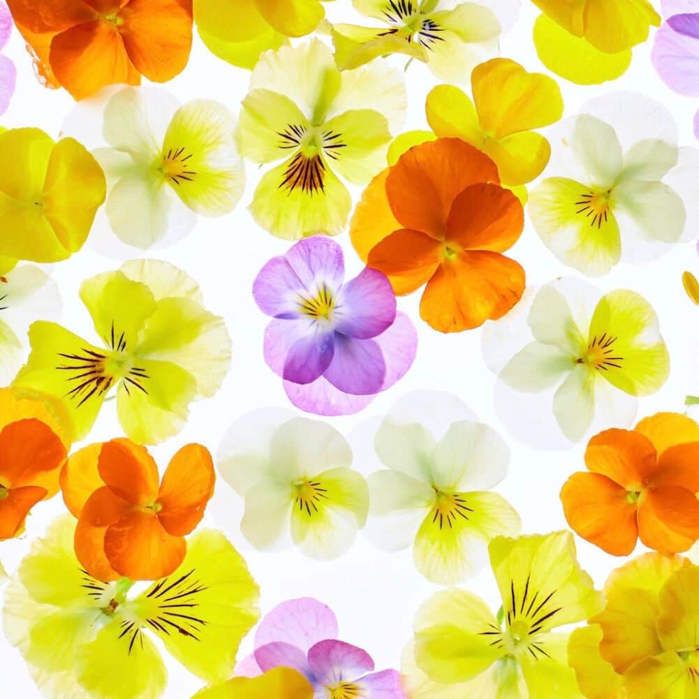 planticaさんのインスタグラム写真 - (planticaInstagram)「* Palette Series  --- Floral Pattern Collection by plantica プランティカ花柄図案集  #plantica #プランティカ #花柄 #floraltextiles #floralpattern ---」4月20日 22時47分 - plantica_jp