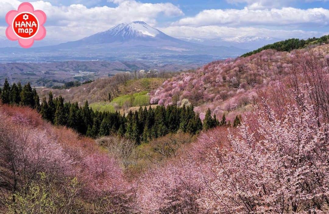 はなまっぷ❁日本の花風景さんのインスタグラム写真 - (はなまっぷ❁日本の花風景Instagram)「🌸はなまっぷの桜まつり🌸 * abe_camera_motte_goさんの 桜に花まるを💮 * 見事に咲き誇る美しい日本の桜をありがとうございます😊🌸 * #岩手　#サクラパーク姫神 Morioka. Iwate Pref. * 🌼桜の花言葉📝🌼 精神の美 * ※見頃が過ぎている名所もご紹介させていただいています。 * 🌸•••🌸•••🌸•••🌸•••🌸•••🌸 * いつも素敵なお花をありがとうございます😊 #はなまっぷ #日本の美しい花風景#花のある風景#花#花言葉#花畑#春#花#桜#サクラ#花見#お花見#お花見スポット#sakura#cherryblossom#cherryblossoms#絶景 * 🌸••••••お知らせ••••••🌸 * 花風景検索サイト　はなまっぷ https://hanamap.com 🔍「はなまっぷ」または @hanamap プロフィール欄から ぜひご覧ください * 📖🌸📖🌸📖🌸📖🌸📖 四季の花々を訪ねていきたい にっぽんの花地図 好評発売中📘 📖🌸📖🌸📖🌸📖🌸📖」4月20日 23時13分 - hanamap