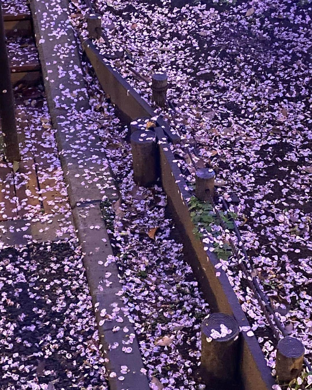 ザック・バランスキーさんのインスタグラム写真 - (ザック・バランスキーInstagram)「夜桜🌸💯 Only about a week or two of Cherry Blossoms a year is not enough🥲」4月20日 23時14分 - zackab10