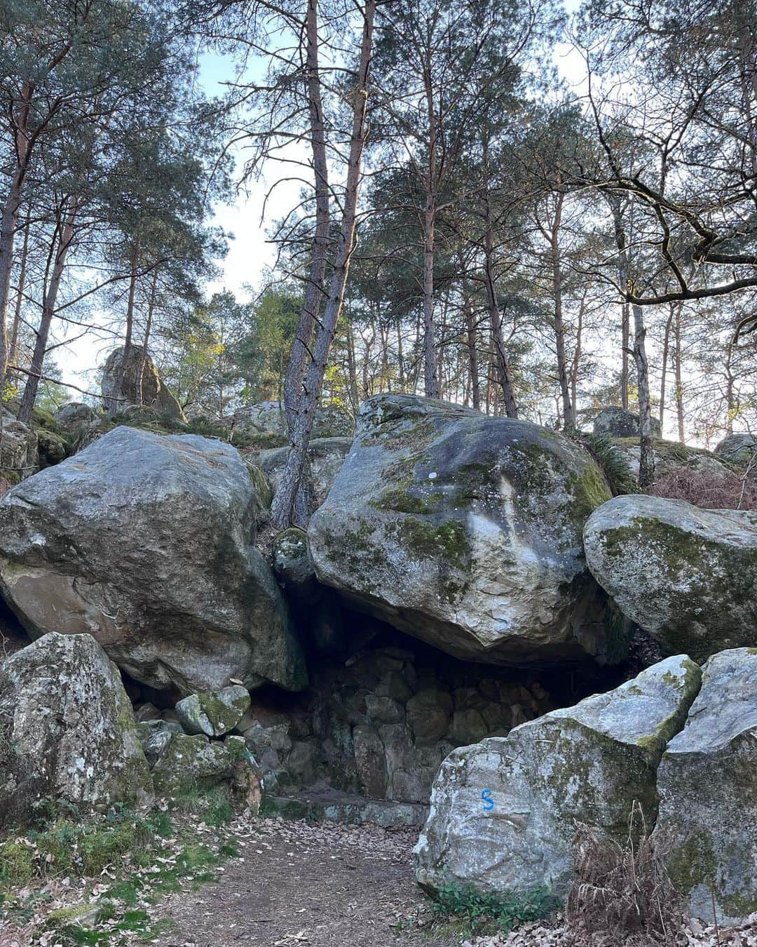 キャロライン・シノのインスタグラム：「Bouligny de 2020 à 2023, en ballades avec Misty. J’ai croisé des peintres hier (photo 4) et ça m’a inspiré à sélectionner mes photos préférées de cet endroit que j’affectionne tout particulièrement💚 Comme dans le film Boyhood où les acteurs ont été filmé sur 12 ans, j’ai voulu montrer les paysages que je vois au quotidien, marqueurs du temps qui passe mais de l’impassibilité de la Nature au fil des saisons.  J’ai longtemps aimé le violet des callunes et des bruyères mais je préfère les jaunes étincelants du printemps maintenant comme ceux des genêts en fleurs🌼 Bloc Mysterio 8b et A l’ombre des maris 8a ——— Bouligny, walking with Misty from 2020 to 2023. Passenger of the time. My favorite shots from this area. Got inspired by some painters (photo 4) and Boyhood movie that was filmed during 12 years for curating those vibe shots during 3 years of hiking there all seasons.  I used to love purple colors now I prefer yellows during spring🌼 Boulders Mysterio 8B & A l’ombre des maris 8A」