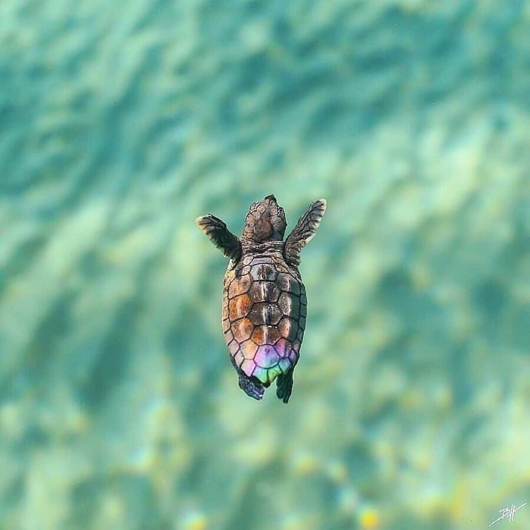 animalsさんのインスタグラム写真 - (animalsInstagram)「Which of these photos & videos is your favorite? 1-10? 🐢⁣🌊 Courtesy of: @benjhicks」4月20日 23時36分 - babyanmlpics