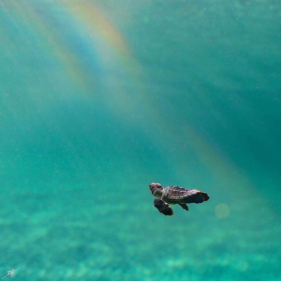 animalsさんのインスタグラム写真 - (animalsInstagram)「Which of these photos & videos is your favorite? 1-10? 🐢⁣🌊 Courtesy of: @benjhicks」4月20日 23時36分 - babyanmlpics