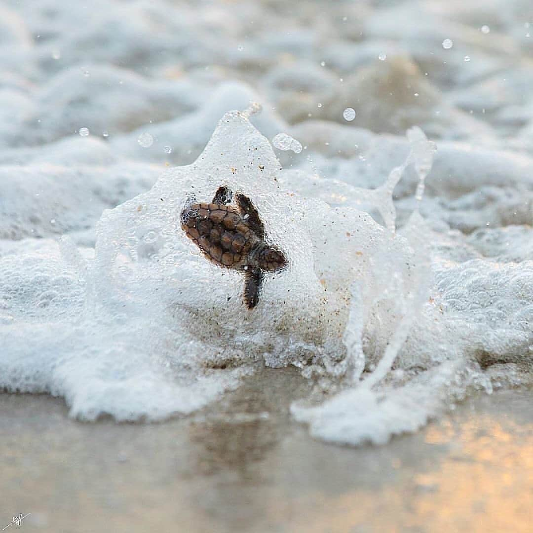 animalsさんのインスタグラム写真 - (animalsInstagram)「Which of these photos & videos is your favorite? 1-10? 🐢⁣🌊 Courtesy of: @benjhicks」4月20日 23時36分 - babyanmlpics