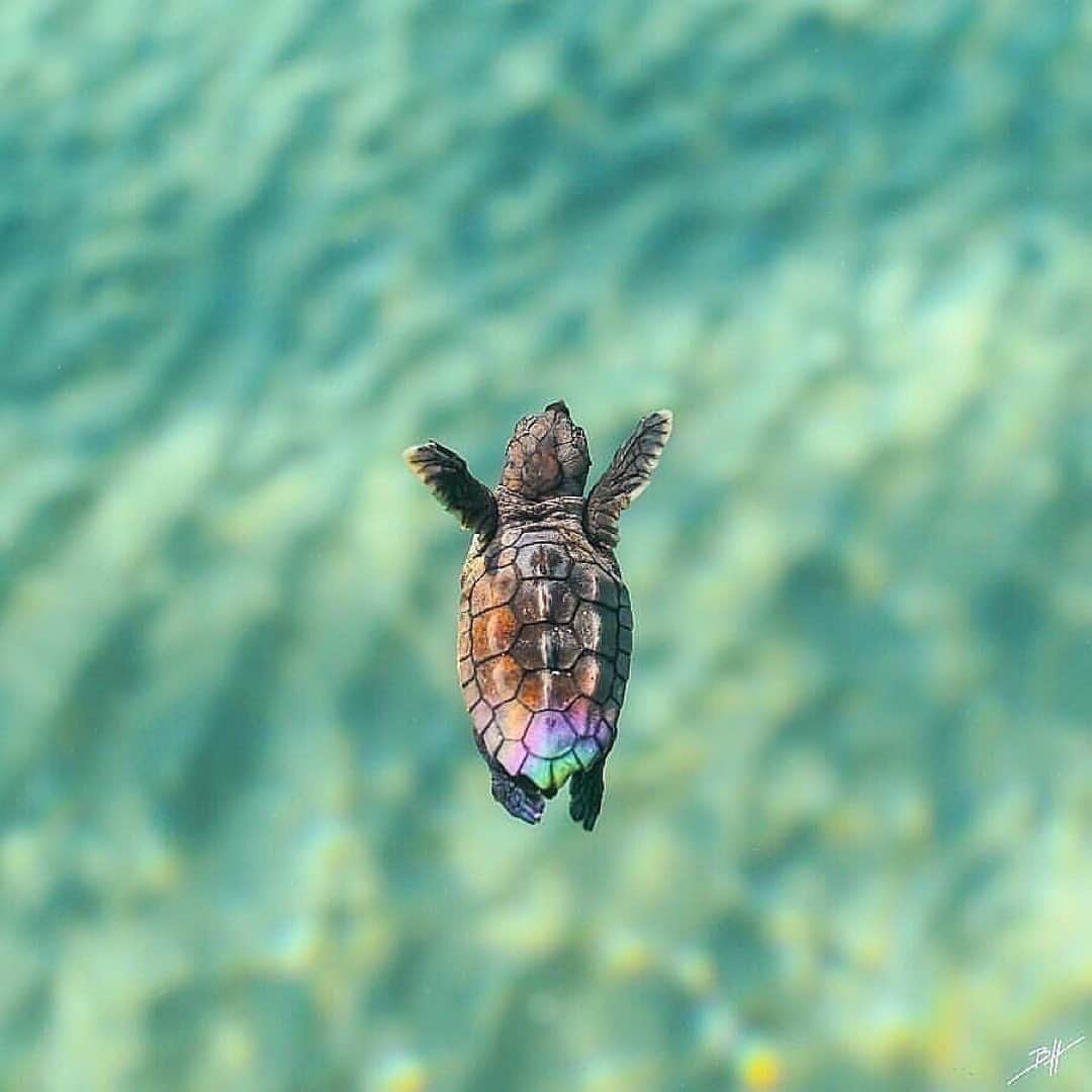 animalsのインスタグラム：「Which of these photos & videos is your favorite? 1-10? 🐢⁣🌊 Courtesy of: @benjhicks」