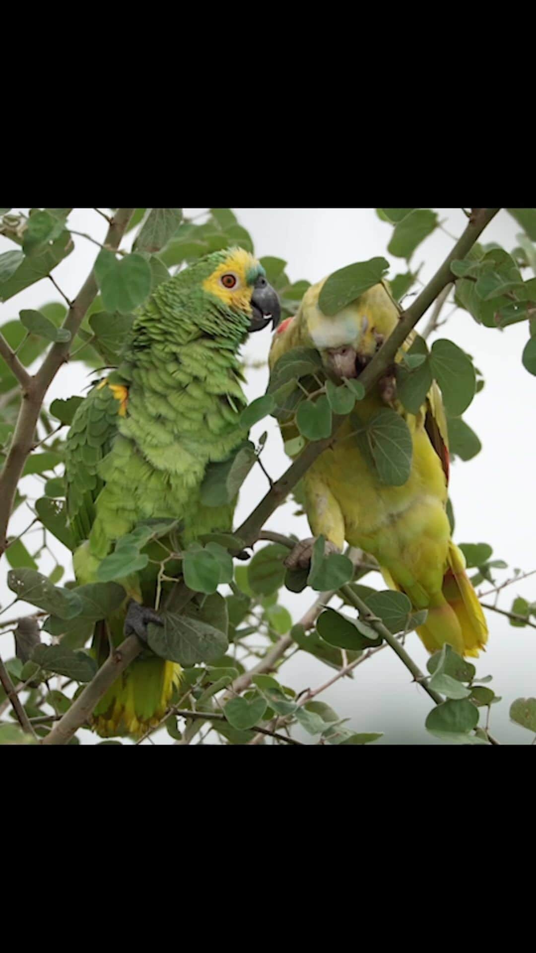 Keith Ladzinskiのインスタグラム：「A pair of Blue-fronted Parrots preening one another in the Pantanal. The yellower parrot here is leucistic, meaning it’s lacking in melanin which affects its overall pigment. Spotting this unique pair was a great way to start the morning alongside @timlaman @tjtriage @erichroepke @mindframecinema  - #Bluefrontedparrot #leucistic #albino #pantanal」