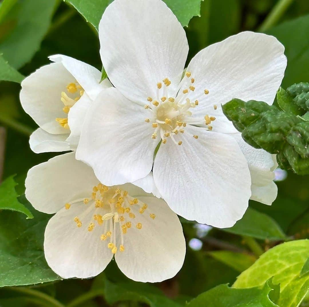 天童よしみさんのインスタグラム写真 - (天童よしみInstagram)「うつぎの花です 亡くなった父が植えた花です  #新曲発売日#5月24日#星見酒」4月20日 23時58分 - tendo_yoshimi_official