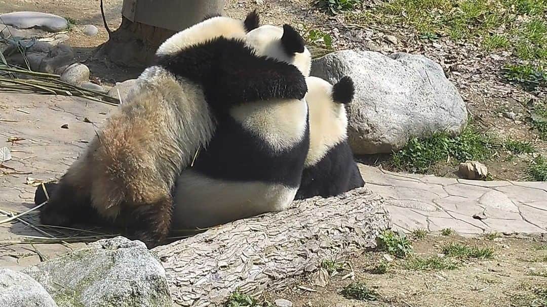 のインスタグラム：「I am the most favored child in the panda family! My mom will give me whatever I want. (Jia Mei, Qing Bao/Mei Xin & Qing Zai/Mei Nianda) 😜 🐼 🐼 🐼 #Panda #iPanda #Cute #HiPanda #CCRCGP   For more panda information, please check out: http://en.ipanda.com」