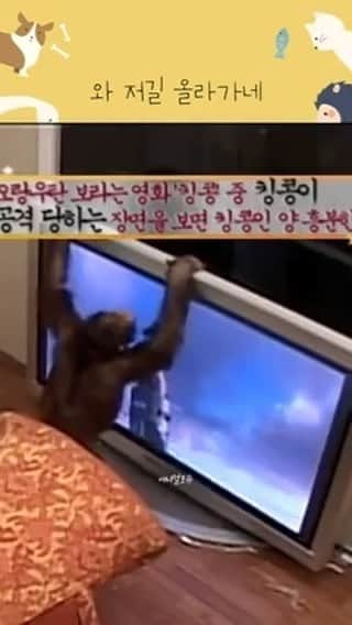 AS4Uのインスタグラム：「오랑우탄에게 킹콩 영화를 보여줬더니   ✅원본 영상➡️ https://youtu.be/DL6rWO_GxQ8 ✳️회차정보: KBS 애니멀 스펀지 061125 방송  #스펀지 #오랑우탄 #동물실험 #동물 #킹콩 #영화 #애니멀포유 @KBS동물티비 : 애니멀포유 animal4u @animal4u」