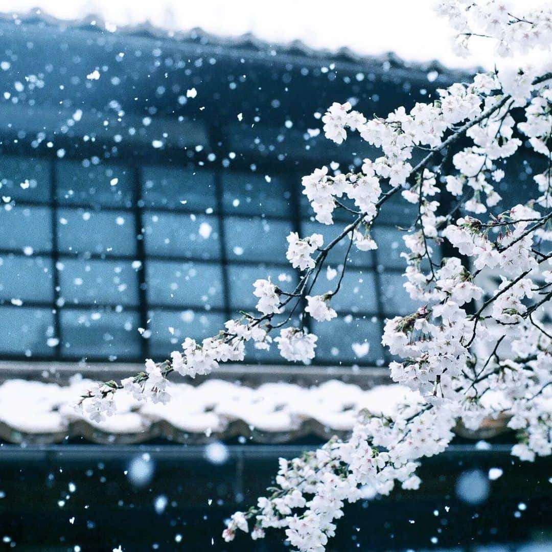 岩倉しおりさんのインスタグラム写真 - (岩倉しおりInstagram)「春の雪。」4月21日 0時13分 - iwakurashiori