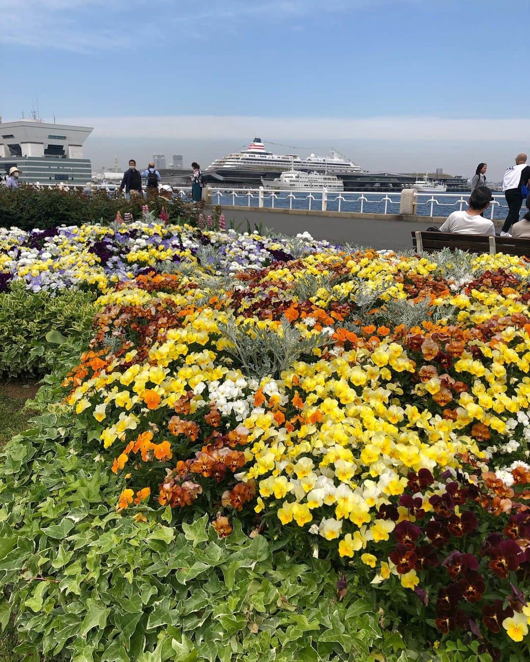 大和田獏さんのインスタグラム写真 - (大和田獏Instagram)「#ばくさんぽ #ばくめし 久しぶりに気分転換に山下公園へ❗️ 花壇の花🌼が綺麗でした。 近くの店で買った海苔弁を食べながら出航する船を見ていたら気分も晴れました。」4月21日 9時41分 - bakuowada