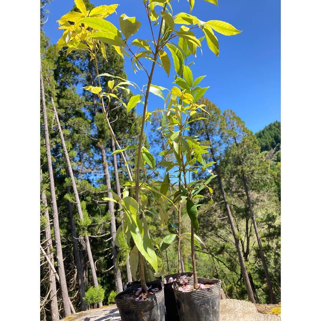 伴都美子さんのインスタグラム写真 - (伴都美子Instagram)「✔️ ⁡ 少し前になりますが、 ⁡ ライフスタイルコスメブランドのロクシタンジャポン株式会社の植樹活動が熊本県山都町で開催されました。 今回お声掛けくださり豊かな自然を守りたいとの思いに共感し初めて参加させていただきました。 ⁡ ロクシタンジャポンはブランドが掲げるCSR活動の一つである「植物多様性の保護」に基づき､豊かな大地を育む多様な植物の生態系を大切にする活動を推進しておられます｡ その活動の一環として日本では有機農法発祥の地と言われる山都町の豊かな自然を守り､生態系の森を育むプロジェクト「Present Tree inくまもと山都」を推進するNPO法人環境リレーションズを支援し2020年から取り組まれています。 ⁡  この日は参加者40名､役場職員や関係スタッフや地域の皆さんとタブノキやヤマザクラなど33種類の苗木を植えました。  ⁡ 世界各地で植樹活動に尽力されている林学博士の西野文貴さんのお話によると､その土地の気候や土壌等のリサーチをし植える木の種類を決めているそう。 神社やお寺の敷地に生息する草木にもヒントがあるそうです。 植物の話がこれまた面白い！ ずっと聞いていたいくらいでした。  ⁡  一度壊れた森が再生するには 300年かかると言われています。 ⁡  気付けば一本一本 願う気持ちで植えていました。  ⁡大きく逞しく育ちますように！ ⁡ ⁡  昨今 森林伐採や老木対策､野生鳥獣による農作物被害､ 後継者不足等の切実な話題が頻繁に聞こえてきます｡ 共生共存とは何か､未来へ何を渡してゆくのか、 改めて考える機会となりました。 ⁡  本格的な植樹は初めてで とても有意義な一日でした。  天気にも恵まれ大自然の中で たっぷり深呼吸しながらいい汗かいて気持ちよかった！ ⁡  参加者の皆様､関係各位の皆様､ 遠路遥々大変お疲れ様でした。 そして､ありがとうございました😊 ⁡  ⁡ @loccitane_jp  #ロクシタンジャポン株式会社  #ロクシタン #伴都美子 #doasinfinity  #熊本県 #山都町 #ふるさと応援大使  #植樹 #豊かな森林 #豊かな自然環境  #植物多様性 #自然保護  #大自然に感謝  #🌱 #🌿 #🍃 #🌲 #🌳」4月21日 9時43分 - van._doasinfinity