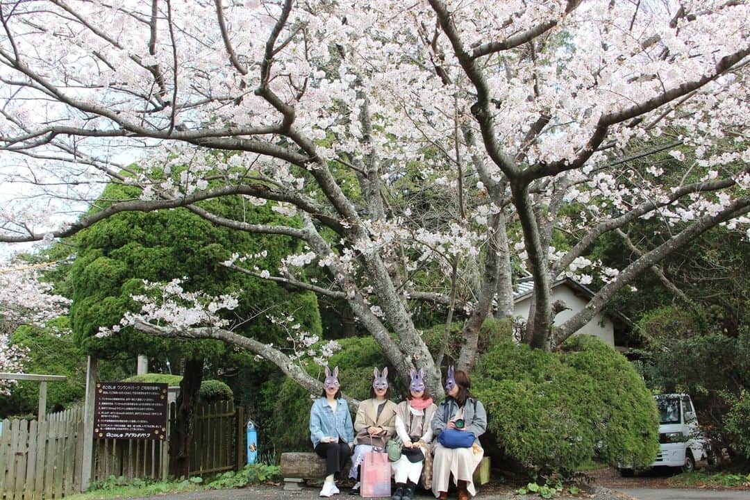 東京カメラガールズさんのインスタグラム写真 - (東京カメラガールズInstagram)「3/25(土) サポーターズメンバー @mikanironosekai さん企画のイベント『能古島で撮る菜の花とうさぎ』が福岡県のこのしまアイランドパークで開催されました。  一面に広がる菜の花畑は絶景スポット✨桜・菜の花・チューリップと見頃を迎えた花々がいっぱいで、お天気も良く撮影日和☀  海に向かって漕ぐブランコに乗ったり、ポートレートを取り合いっこしたり、とっても楽しそう！  「撮影用の小物も用意してくれていて、撮影がとっても楽しかったです。」 「初めてのイベント参加でドキドキしていたのですが、沢山のカメラ仲間と出会えて感謝です。@mikanironosekai さんの優しいお気遣いがとても嬉しかったです。」  と嬉しい声が沢山届いています。  全国各地で沢山のイベントを企画中！ ぜひプロフィール欄のcamell（カメル）公式WEBサイトからぜひチェックしてみてくださいね😊  初めての方も大歓迎✨ ご参加お待ちしております📷💕  _______________ ■camellとは？ 12,000人が参加するカメラ女子コミュニティカメラガールズが、 camell（カメル）になりました。 ＼メンバー大募集中／ @cameragirls_jp _______________ ■camelltownとは？ camellとしての活動をさらに楽しむための写真コミュニティ。 毎月10以上のイベントや、講座、コラボ企画などを実施中！ ＼第二期メンバー募集中／ @camelltown _______________ ■camellhouseとは？ @camellhouse camellが運営する写真のアトリエのようなおうち。camelltownメンバーになると、使い放題になります。1Fは店舗準備中！ 公式キャラクターまめるが住んでいます。 東京江東区亀戸5-24-24 JR総武線 亀戸駅から徒歩6分 . . /////////////////////////////////////////// ▼ご興味があれば camell(カメル)WEBサイトから無料登録をお願いします😊  #camell #カメル #camelltown #camellhouse #まめる #🐻 #camell会報誌 #サポーターズレポート #福岡県 #のこのしまアイランドパーク  #菜の花 #桜 #チューリップ」4月21日 9時43分 - tokyocameragirls