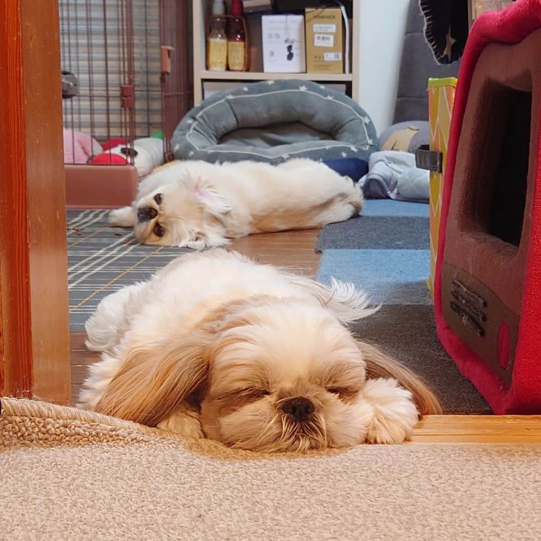 Kukkaのインスタグラム：「ねむねむ #ペキニーズ #シーズー」