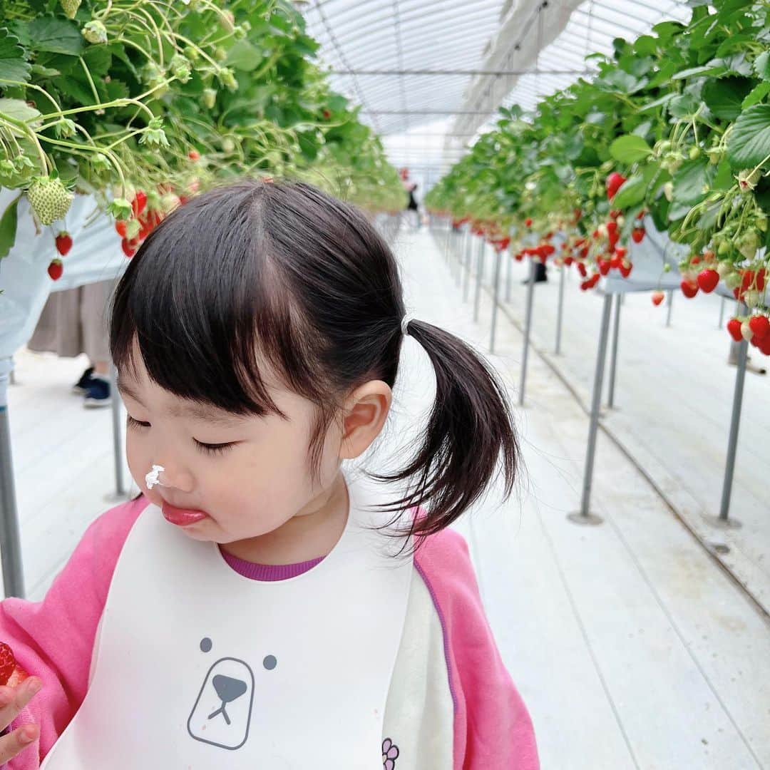 星沙織さんのインスタグラム写真 - (星沙織Instagram)「* * いちご狩り🍓  美味しいよね〜🍓🍓🍓 しあわせ♥ * *」4月21日 10時02分 - saaaaa0rin