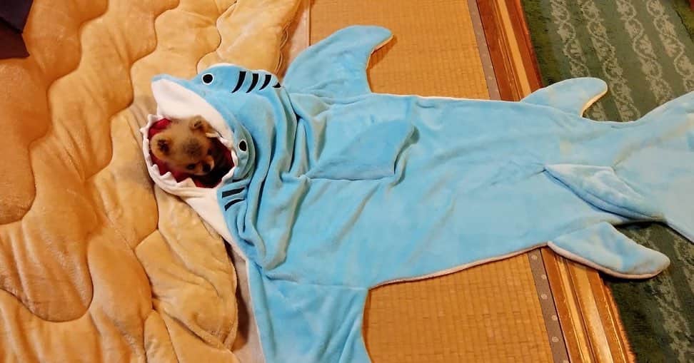 小柳歩さんのインスタグラム写真 - (小柳歩Instagram)「. サメに食べられ犬 . #ポメ #ポメラニアン」4月21日 10時10分 - koyayukoyayu
