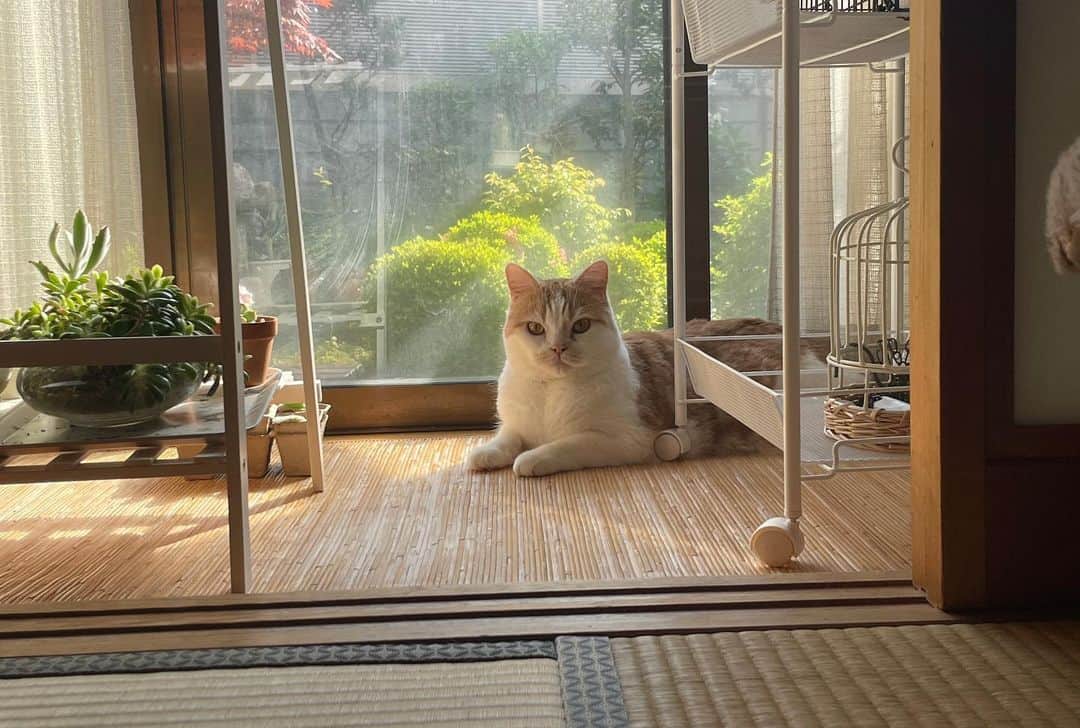 にゃんすくんのインスタグラム：「見て、この胸筋🐦  あとケツアゴも。  #cat #猫 #動物 #happy #funny #american #アメショ #ピクネコ #ペコねこ部 #catlover #instacat #ニャンスタ #にゃんすたぐらむ #pet #animal #面白い #癒し #猫部」