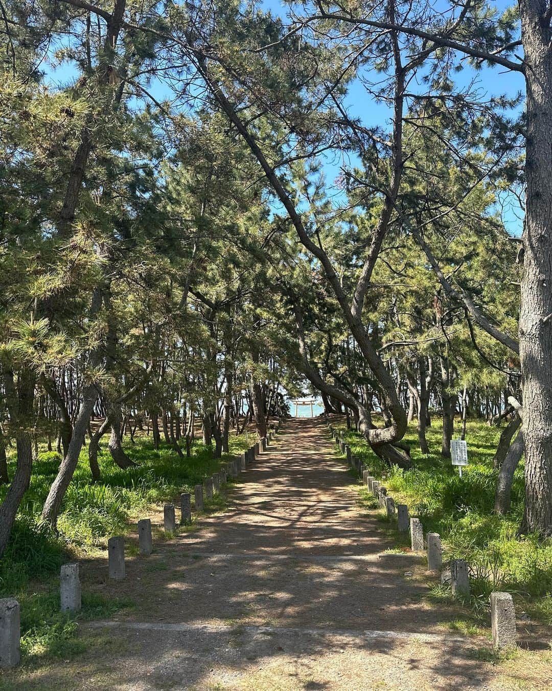 上原歩さんのインスタグラム写真 - (上原歩Instagram)「🌲🌲🌲🌲  福岡にある生の松原  樹齢100年以上のクロマツが多く残る 湾岸の弓状の浜に沿って続く美しい松林です  この松林を抜けると海があるのですが、この道を歩く時間がワープしているような不思議な感覚でわくわくしました✨  とっても幻想的。  福岡日記✍️vol2  ・ __________________________________________________  #love #life #loveislove #fukuoka  #forest #生の松原」4月21日 10時25分 - ayumiuehara