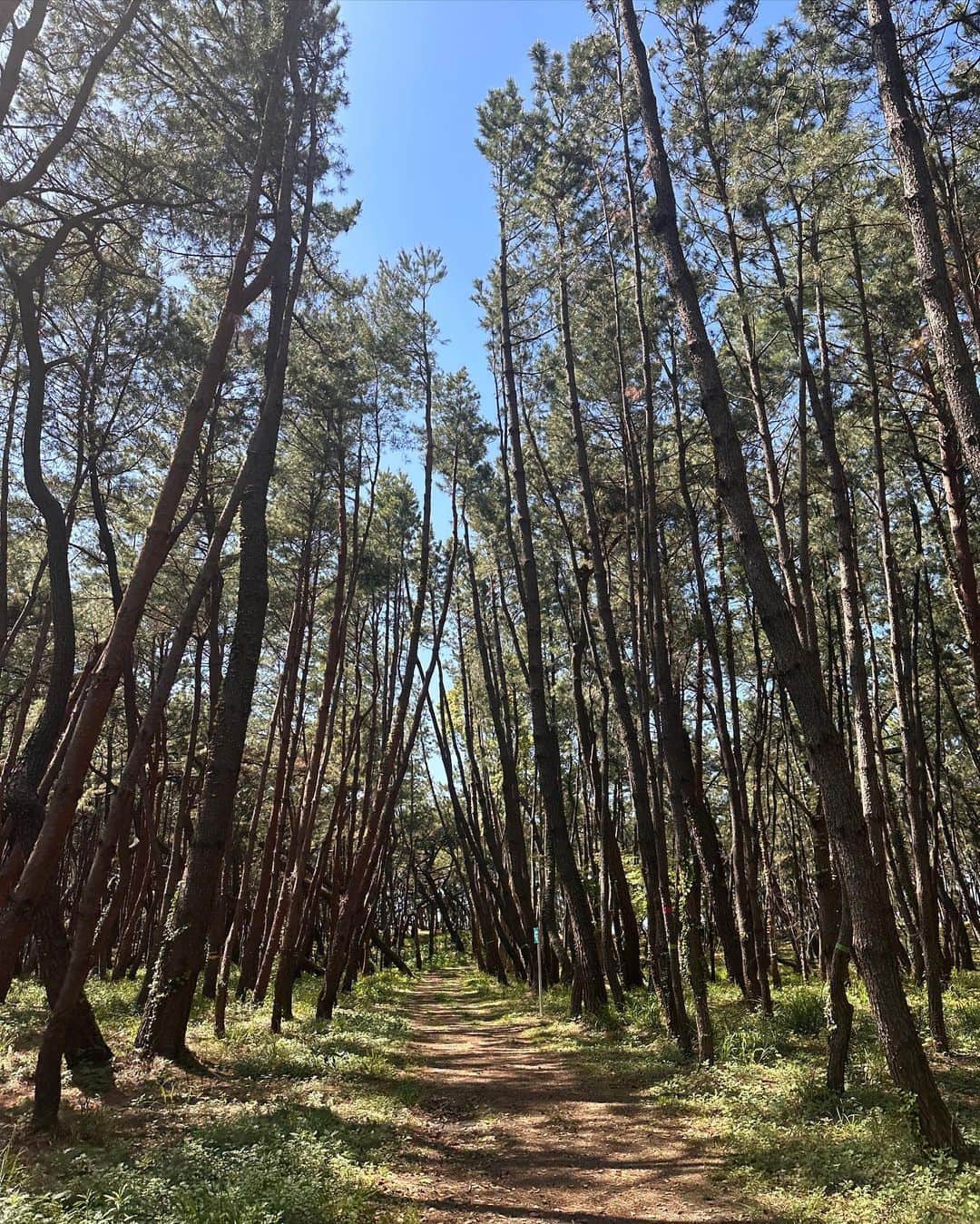 上原歩さんのインスタグラム写真 - (上原歩Instagram)「🌲🌲🌲🌲  福岡にある生の松原  樹齢100年以上のクロマツが多く残る 湾岸の弓状の浜に沿って続く美しい松林です  この松林を抜けると海があるのですが、この道を歩く時間がワープしているような不思議な感覚でわくわくしました✨  とっても幻想的。  福岡日記✍️vol2  ・ __________________________________________________  #love #life #loveislove #fukuoka  #forest #生の松原」4月21日 10時25分 - ayumiuehara