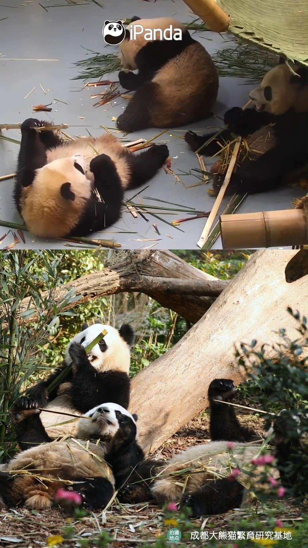 のインスタグラム：「This video proves the importance of lighting in taking photos. (Fu Duoduo, Lun Hui & Ya Song) 💡📸 🐼 🐼 🐼 #Panda #iPanda #Cute #HiPanda #PandaMoment #ChengduPandaBase #PandaOfToday  For more panda information, please check out: http://en.ipanda.com」