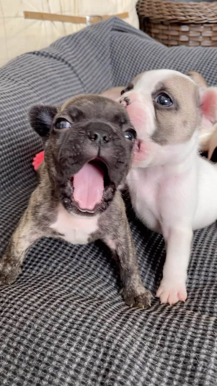 Regeneratti&Oliveira Kennelのインスタグラム：「Frenchie smooches, melting hearts since forever! 😘」
