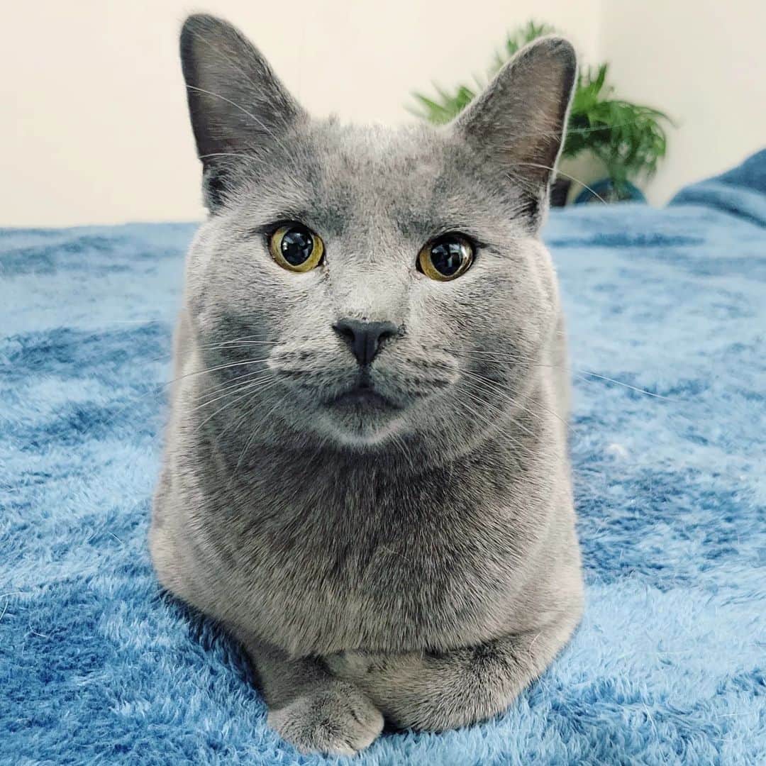 Garyさんのインスタグラム写真 - (GaryInstagram)「Cutest right after he pulls a bunch of shit including the toaster out of the cabinet」4月21日 10時38分 - omgdeedee