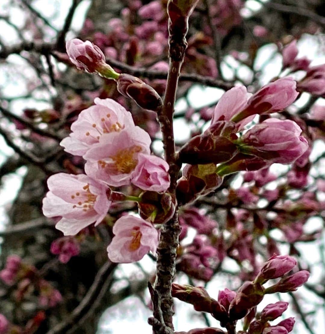 矢野きよ実さんのインスタグラム写真 - (矢野きよ実Instagram)「来ましたー！来れましたー！ 日本一の桜並木 静内の二十間道路桜並木です。 約2,200本の桜が直線8kmに渡って咲き誇る！  毎年５月上旬から５月中旬に艶やかに咲き誇る日本一の桜並木 ちょこっと咲いている花を発見！  きれいなお花にも土地にも 離れている姉ちゃんやみんなが 今日もいい日でありますようにと祈ります。 #yanokiyomi #矢野きよ実 #矢野きよ実の書」4月21日 10時57分 - yanokiyomi