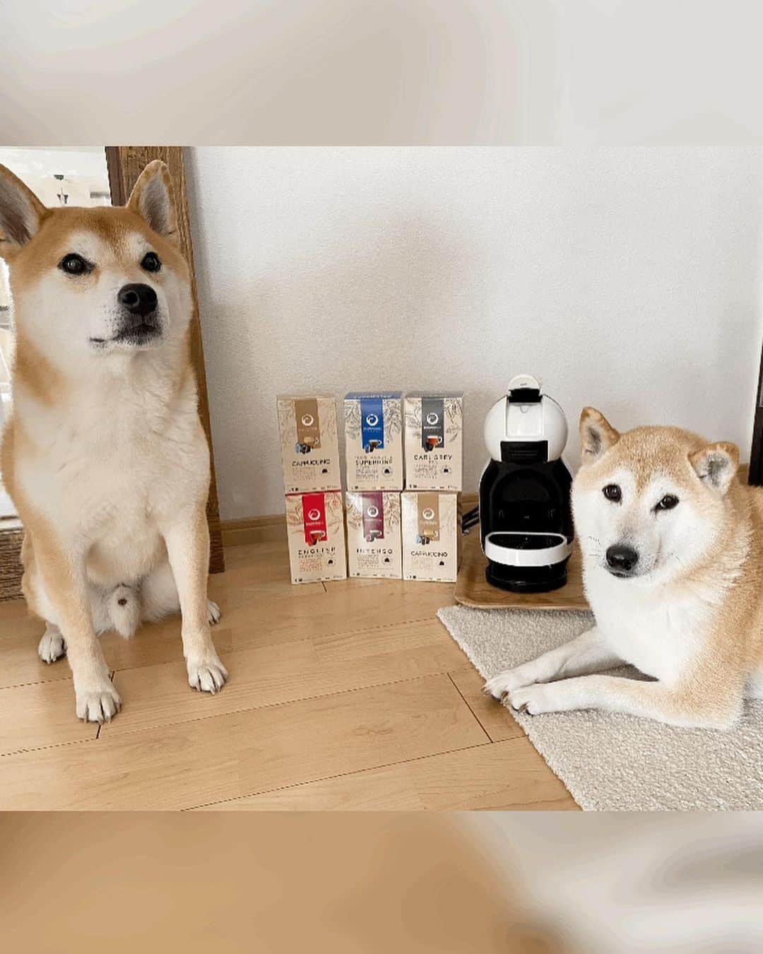 柴犬Mamesuke・Korosuke??大阪さんのインスタグラム写真 - (柴犬Mamesuke・Korosuke??大阪Instagram)「🐱🐻👧🏻 🐾----*----*----*----*🐾 ドルチェグスト歴10年以上の私が、互換カプセルを試してみました😊 互換カプセルは、純正よりも味が劣るイメージでしたが、これは新鮮な豆を使い、通常のカプセルよりもコーヒー量が15%も多く入ってるので、深い味わいと芳醇な香りがします♡ なんといってもコスパがいいし、自称コーヒー好きの私（笑）も大満足な味でした🥰 @punto.italia.espresso_jp 🐾----*----*----*----*🐾 #MameKoro #豆コロ #柴犬と子供 #犬と子供 #チャリちゃん見守り隊 #子守犬 #豆柴 #柴犬 #赤柴 #豆介 #コロ介 #shibagram #shibastagram #shibainu #shiba #🐕📷   #プントイタリア #PR #PIE #PuntoItaliaEspresso #プント #ドルチェグスト #ドルチェグスト互換カプセル #ドルチェグストのある生活」4月21日 11時01分 - mame_suke_i
