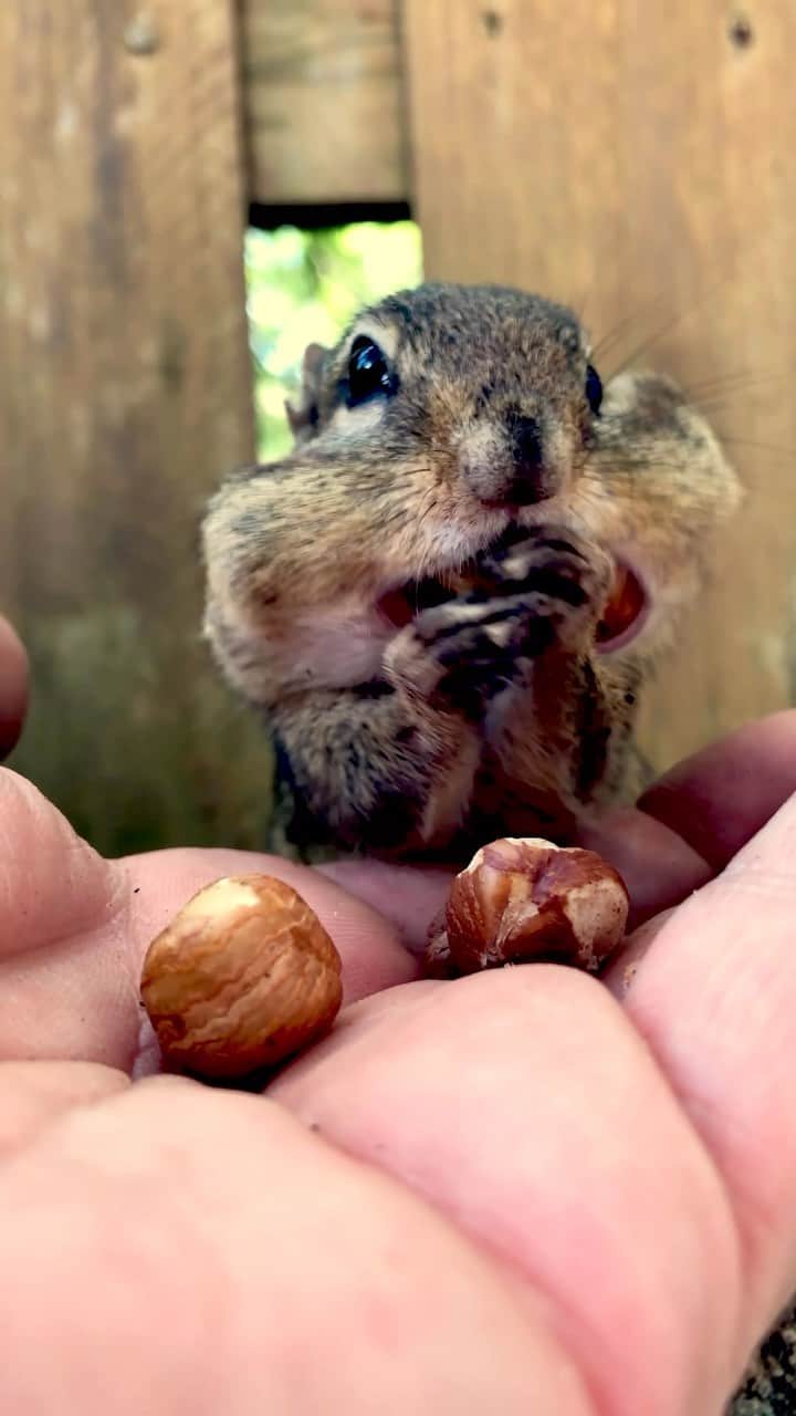 appleのインスタグラム：「“It amazes me watching the chipmunks fill their cheeks and seeing how smart they are.” #ShotoniPhone by Brad Z. @chipmunksoftiktok」