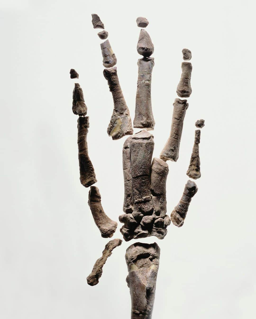 Robert Clarkさんのインスタグラム写真 - (Robert ClarkInstagram)「I saw a post yesterday, about hands & the love of hands. The post gotten me thing about the hands that I have photographed for @natgeo. 1). A hand from an archeological dig in Peru. The hand from the pre Colombian time period. Grave robbers had plundered this ancient Peruvian site for decades. But they missed one royal tomb, hidden for more than 1,000 years. 2). The bones of a human hand. 3). The bones from an ancient whale. 4). A hand of a Gorilla, photographed for a story about evolution and Charles Darwin’s influence on the the understanding of our world.」4月21日 2時28分 - robertclarkphoto