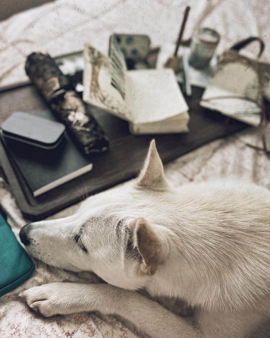 Catharine Mi-Sookのインスタグラム：「Typical journaling situation. My favorite kind. 🥰🐾  #theyonseichronicles」