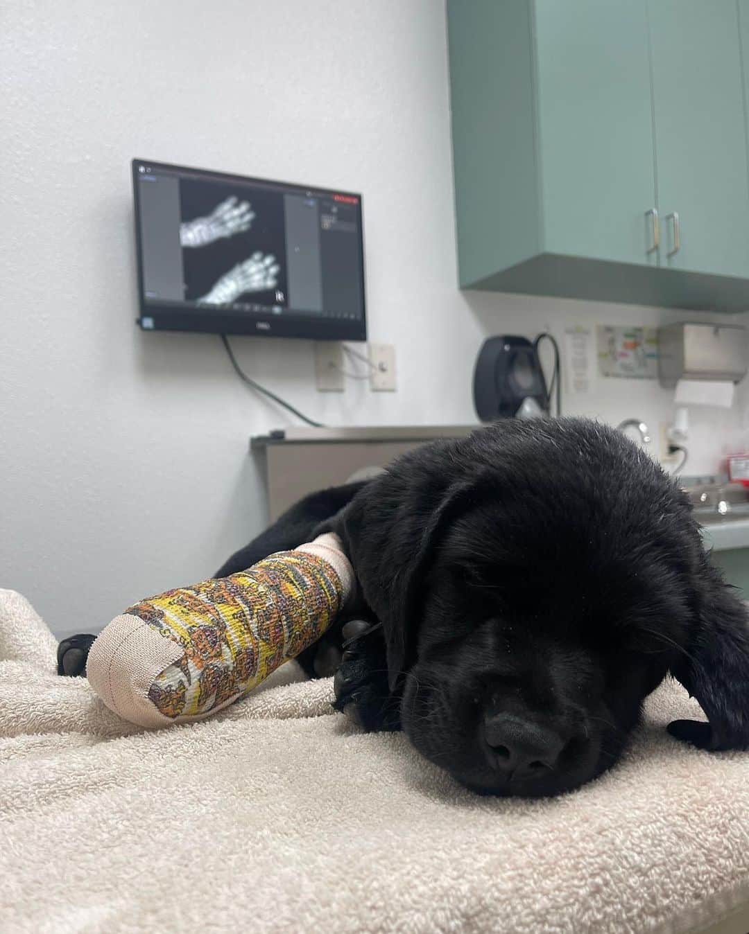 World of Labradors!さんのインスタグラム写真 - (World of Labradors!Instagram)「"Just a couple of weeks being in my new home I’ve managed to get myself into mischief. Thank goodness I’m ok. I even chewed my cast off within a couple of hours of having it on." - Duke @duke_the_lab23 🩹❤️」4月21日 3時52分 - worldoflabs