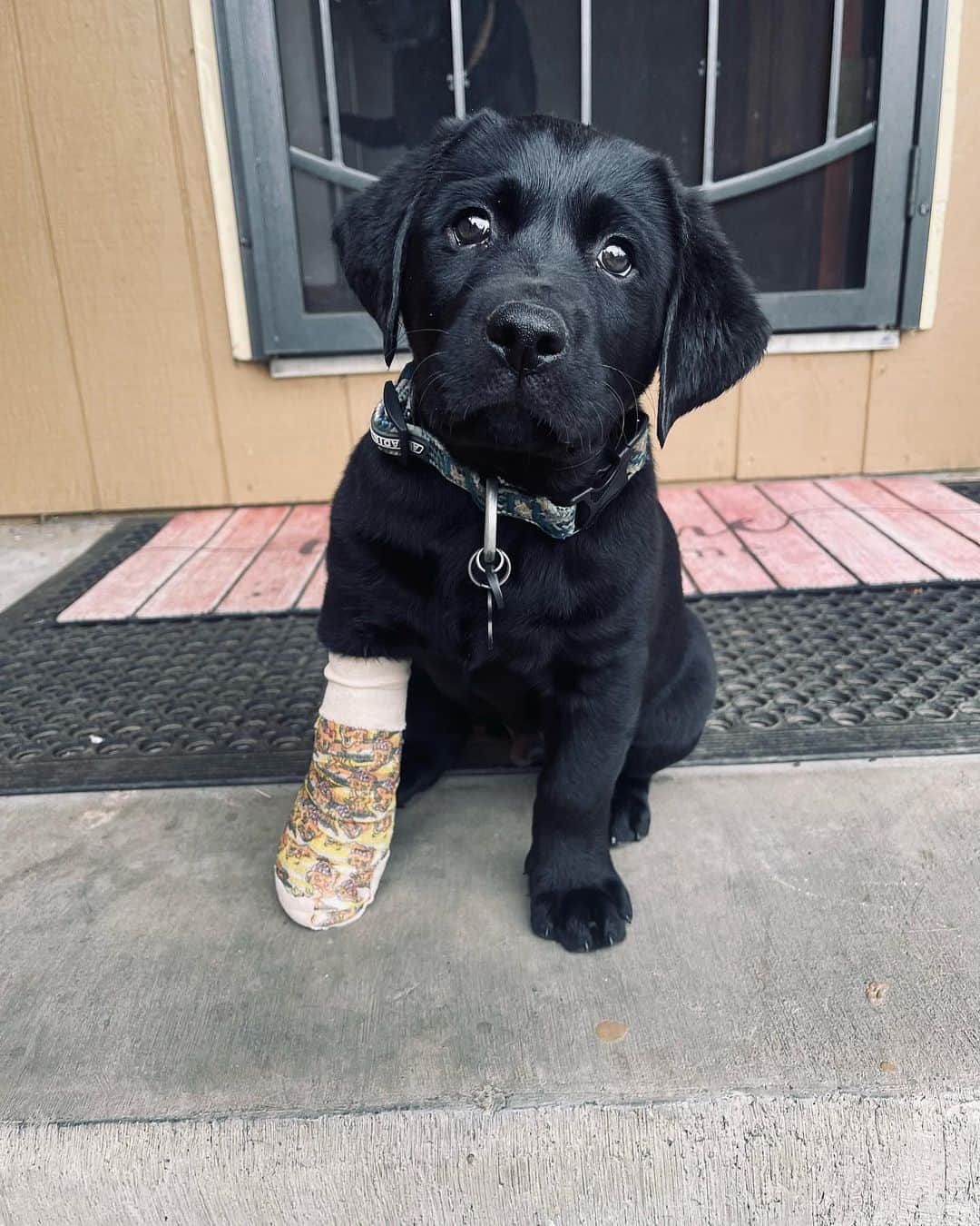 World of Labradors!のインスタグラム：「"Just a couple of weeks being in my new home I’ve managed to get myself into mischief. Thank goodness I’m ok. I even chewed my cast off within a couple of hours of having it on." - Duke @duke_the_lab23 🩹❤️」