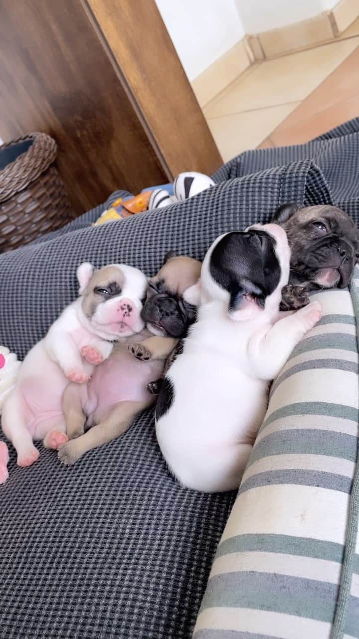 Regeneratti&Oliveira Kennelのインスタグラム：「Frenchie Pile-up: Naps and Smiles Guaranteed 😊」