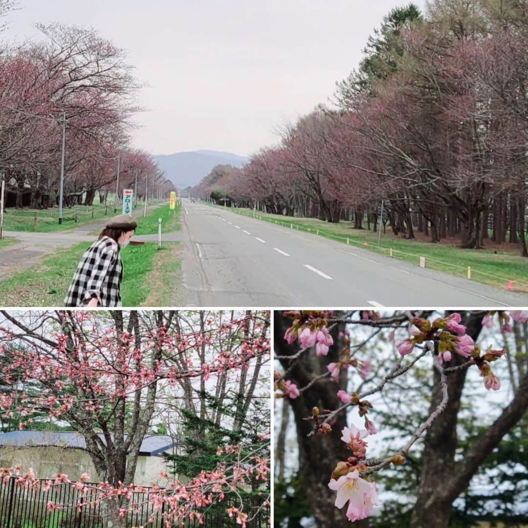 HBC北海道放送アナウンス部さんのインスタグラム写真 - (HBC北海道放送アナウンス部Instagram)「卓田和広です。 昨日は先週に引き続き新ひだか町静内でぶらりロケ。 二十間道路桜並木はまだ殆ど蕾でしたが、わずかに開花🌸している木を見つけました🎵 そして静内中心部では今週も美味しいものいっぱい‼️ ここ泊まり掛けで来たいわ～☺️ #hbcテレビ  #今日ドキッ  #卓アキぶらりサーチ  #今日ドキッ卓アキぶらりサーチ  #新ひだか町静内  #静内二十間道路桜並木  #タコまぶし飯 #柔らか香ばし  #日高昆布を練り込んだ蕎麦 #カスタードクリームのデニッシュコロネ #ベトナム人のキッチンカーでバインミー #小橋亜樹 #卓田和広」4月21日 11時13分 - hbc_announcer