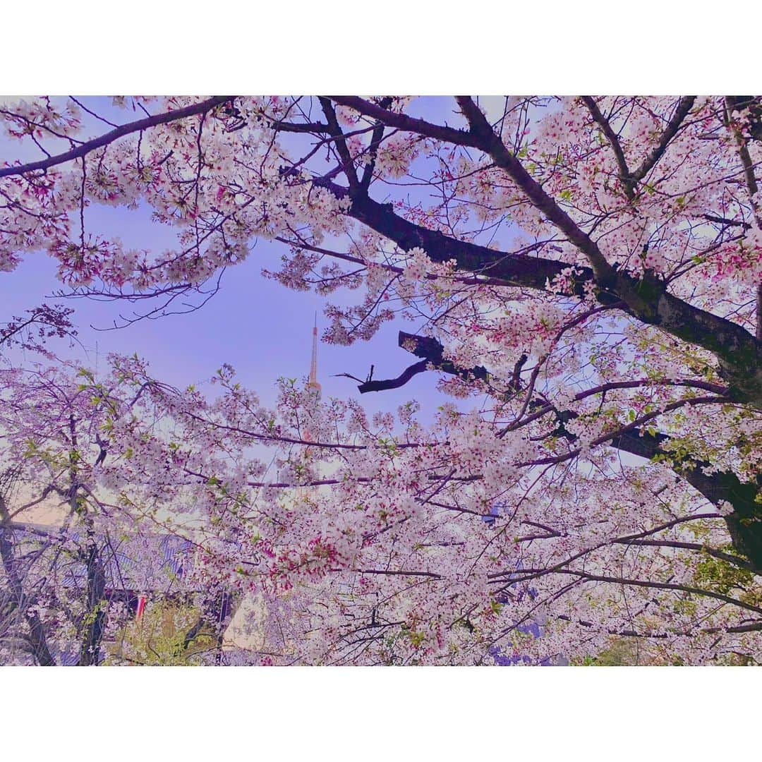 中津悠希のインスタグラム：「今年はたくさんお花見できた😊🌸 増上寺の桜と東京タワーのコラボレーションが本当に綺麗🌸🗼💕良い季節☺️☀️ #桜 #お花見 #東京タワー #増上寺 #増上寺と東京タワー #春 #cherryblossom #sakura #sakura🌸 #spring #tokyo」