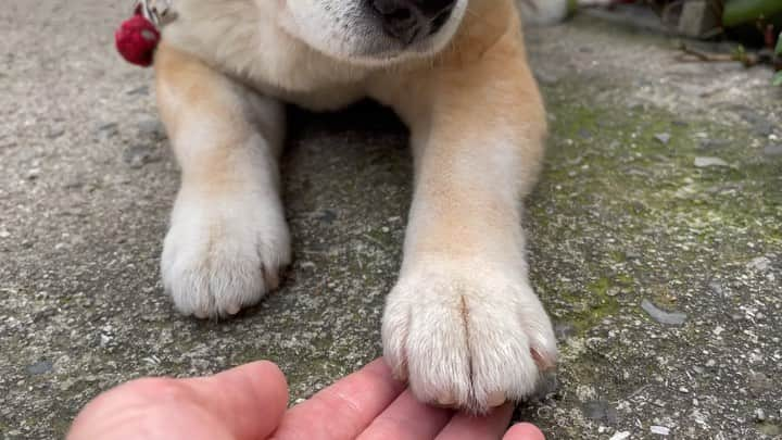 Ryujiのインスタグラム：「Good morning.😄 おはようございます🍞 #焼き上がりました#黒パン#だるそうな犬#やれやれだぜ#おてはしません#おかわりだけ#pancakes#macho#nakedgeneral#goodmorning#おはよう」