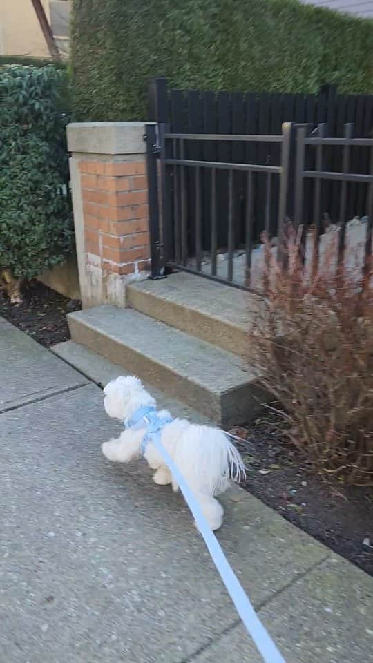 Toby LittleDudeのインスタグラム：「Got to keep on moving! @parkerandcodogs harness + leash 💙  #theothemaltese #maltese #puppy #dogsofinstagram #dogharness #leash #doggo #malteseofinstagram #furbaby」