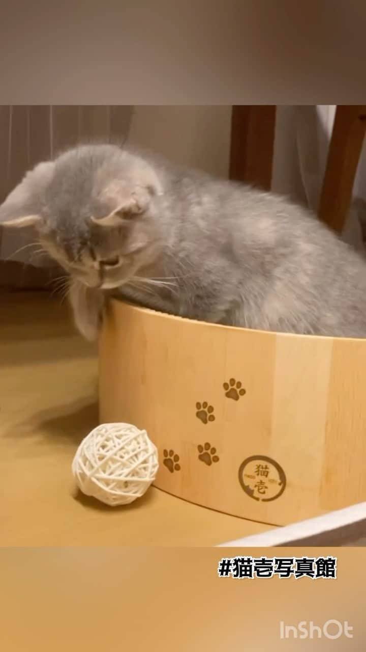 猫壱（ねこいち•ネコイチ）のインスタグラム：「頑張ってー！！ まだ小さいから届かニャい🤣  @iriko1224 さん お写真をありがとうございました😊 お写真の商品はバリバリボウルでした🐱  :::::::::猫壱 :::::::   猫壱商品を使ってくれている写真や動画に【猫壱写真館】のハッシュタグをつけてポストしてください✨  猫壱SNSなどでリポスト・紹介されるかも？！  猫壱HPにも掲載されるチャンスも🥺  ぜひ皆さんハッシュタグをつけてポストしてくださいね🥺    @necoichicojp のハイライトから応募要項をチェックして是非ご応募くださいね❤   Reproduction is  prohibited.  ...........................................................................  #猫壱写真館  #猫壱 #necoichi #子猫のいる風景  #子猫  ...........................................................................」