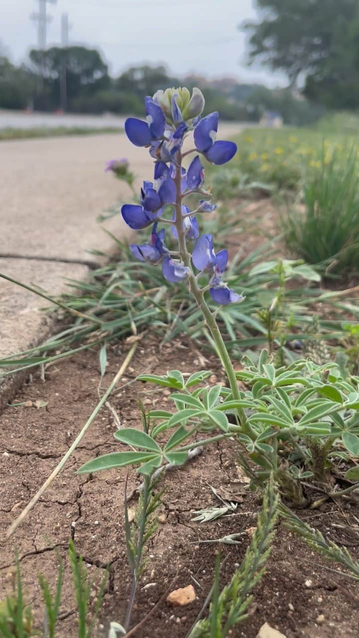 のインスタグラム：「A lonely #bluebonnet today on my run #stoneoak #texas」