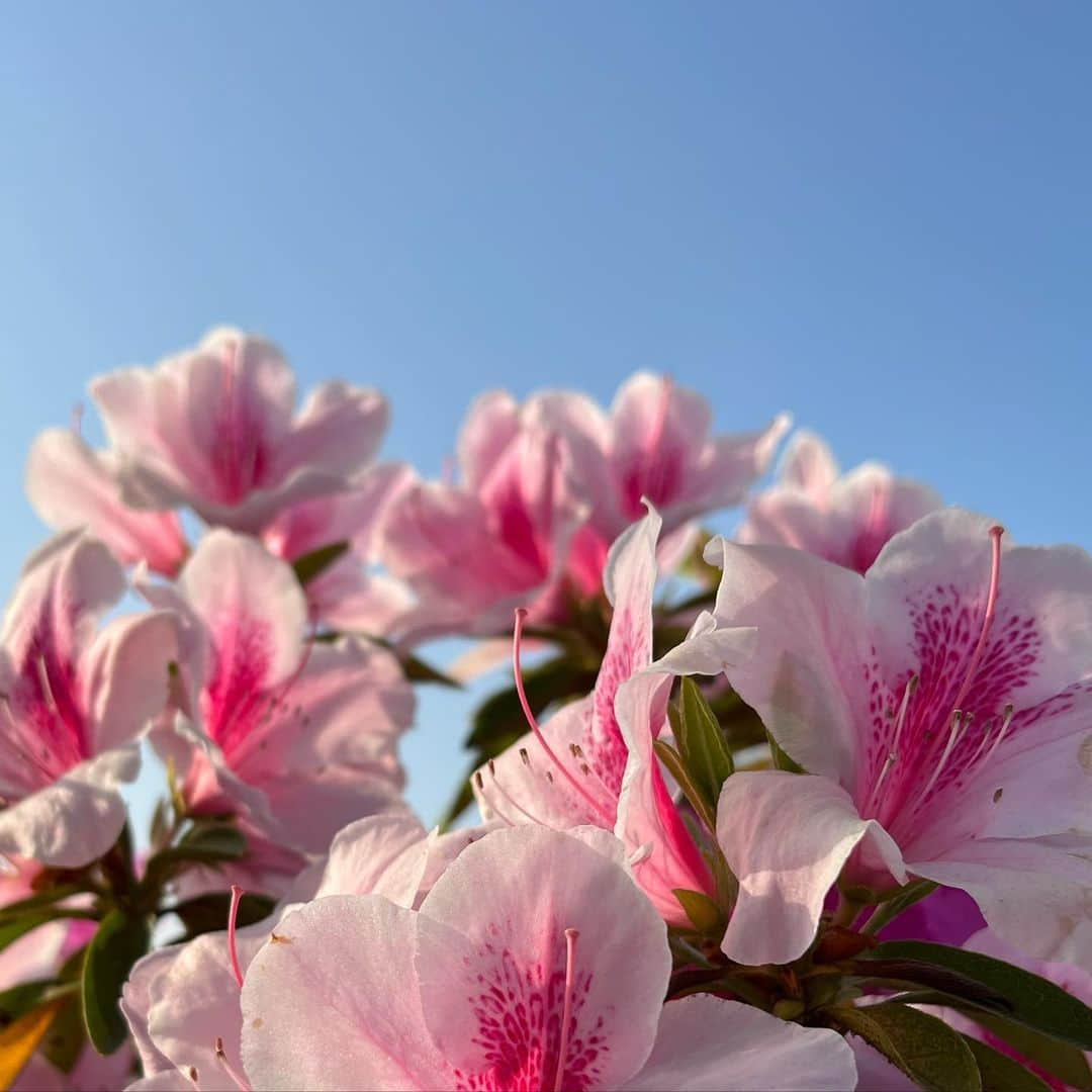 河辺ほのかさんのインスタグラム写真 - (河辺ほのかInstagram)「🪷これなんて花?毎年可愛い！！」4月21日 6時31分 - honoka4b