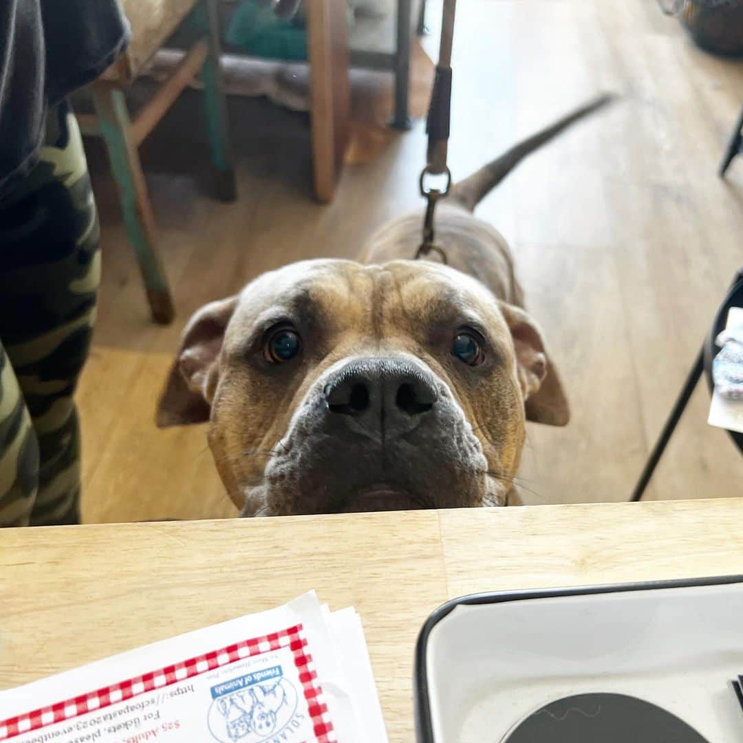Dogs by Ginaさんのインスタグラム写真 - (Dogs by GinaInstagram)「“Hello, I’m here for my 2pm snack appointment?”」4月21日 6時46分 - napanatural.dogco